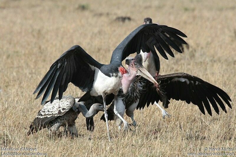 Marabou Stork