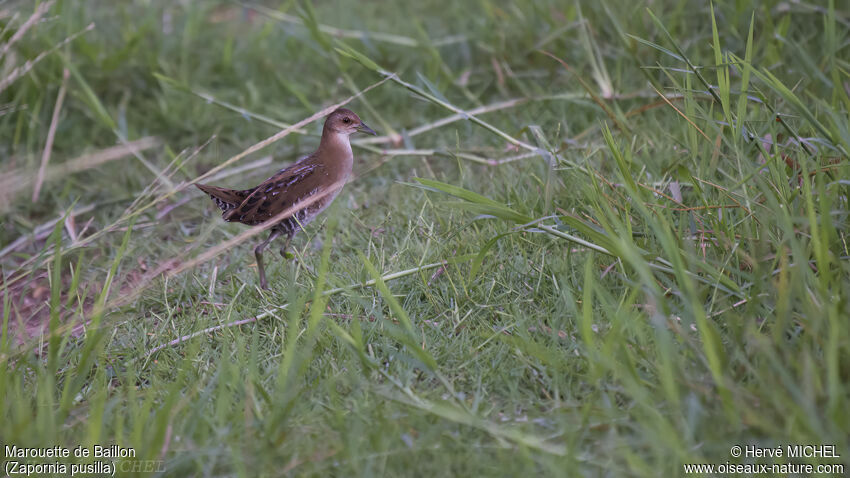 Baillon's Crake