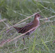 Baillon's Crake