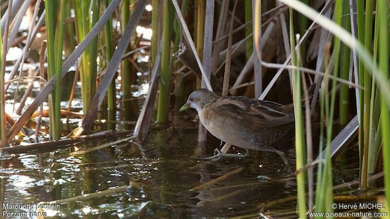 Little Crake female, identification