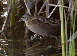 Little Crake