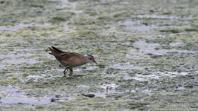 Little Crake female adult, identification