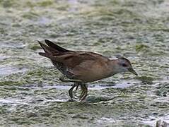 Little Crake