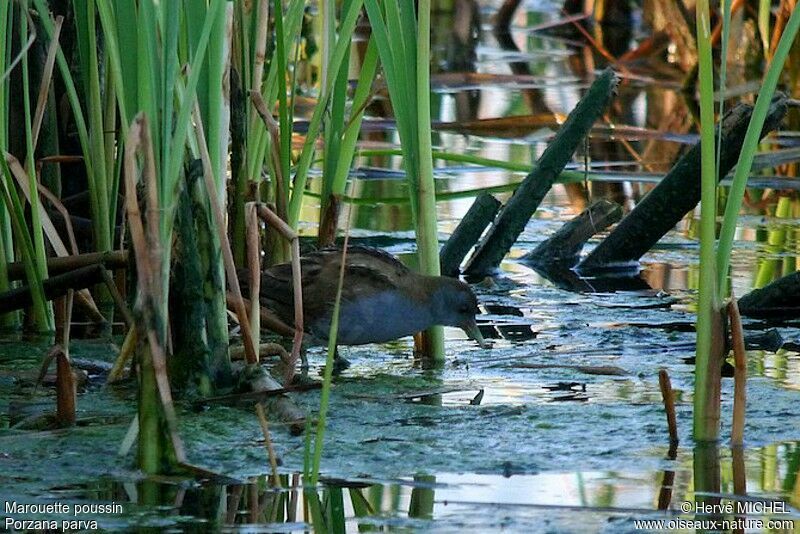 Little Crake male adult, identification