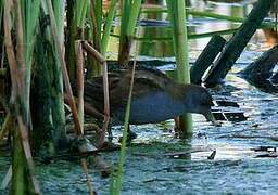 Little Crake