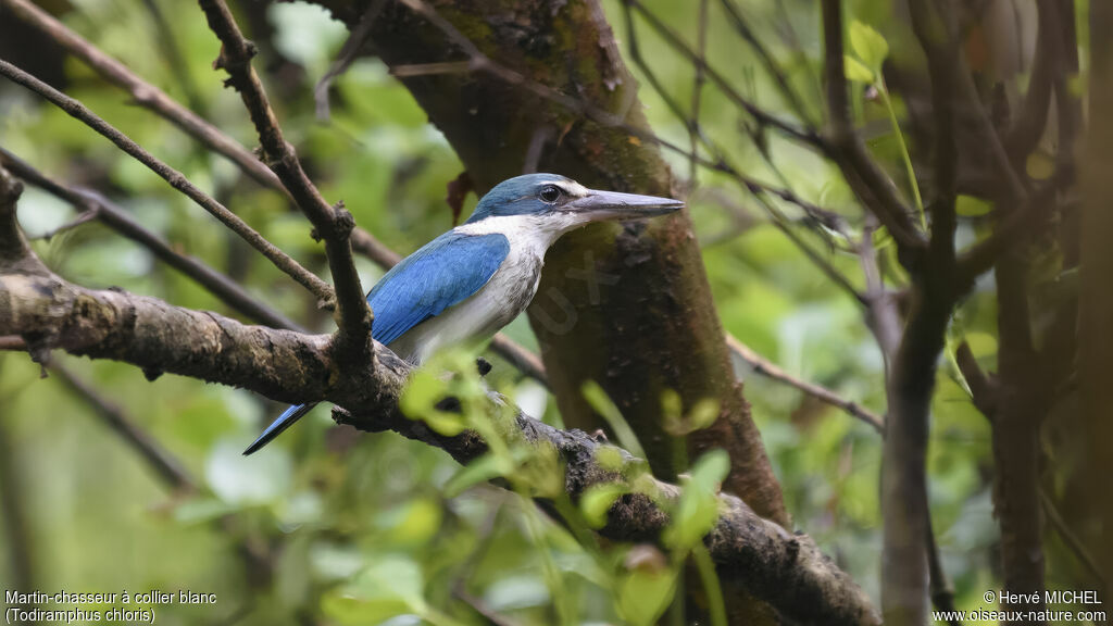 Collared Kingfisheradult