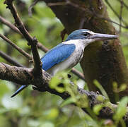 Collared Kingfisher