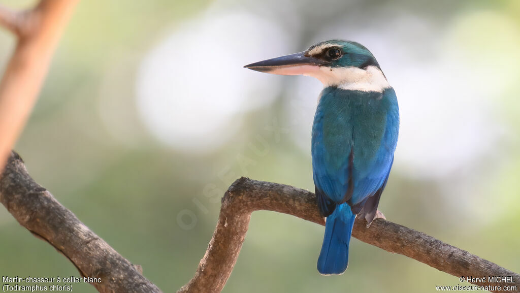 Collared Kingfisher