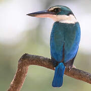Collared Kingfisher