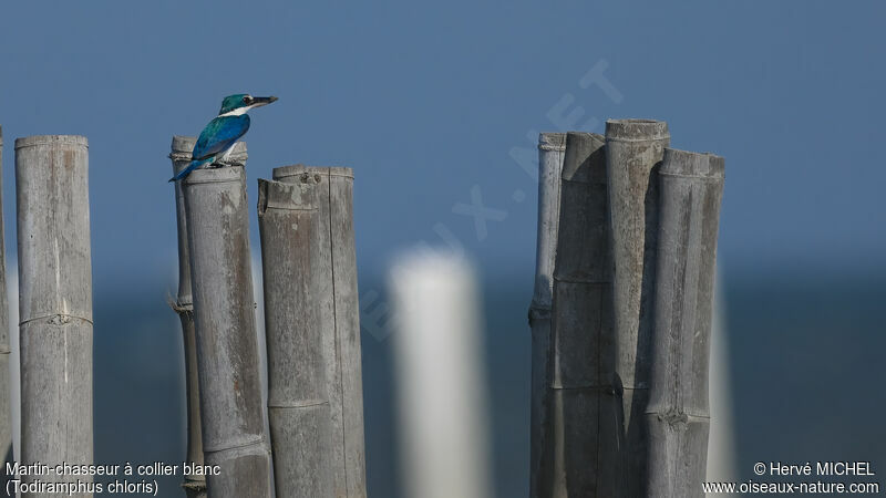 Collared Kingfisher