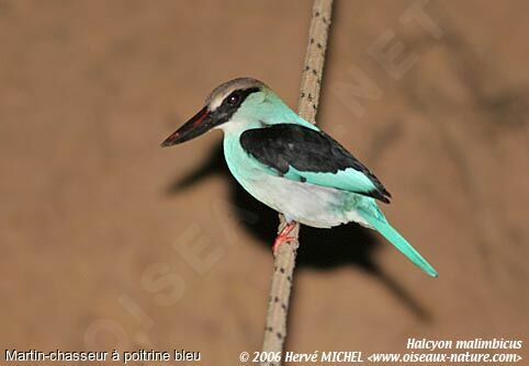 Blue-breasted Kingfisher