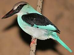 Blue-breasted Kingfisher