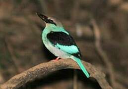 Blue-breasted Kingfisher