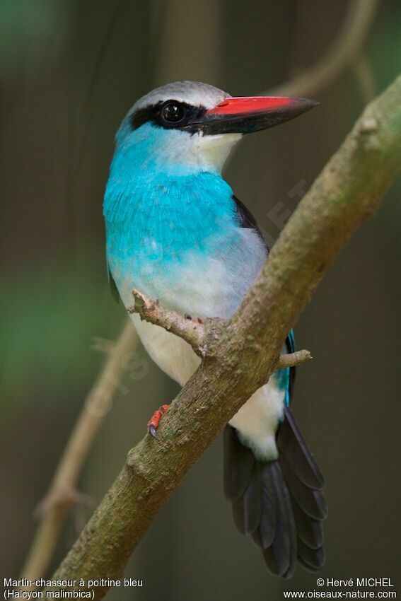 Blue-breasted Kingfisheradult