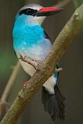 Blue-breasted Kingfisher