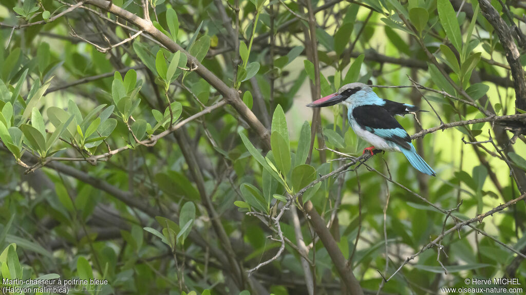 Martin-chasseur à poitrine bleue