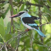 Blue-breasted Kingfisher