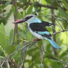 Martin-chasseur à poitrine bleue