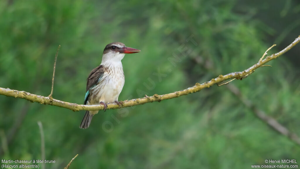 Martin-chasseur à tête brune