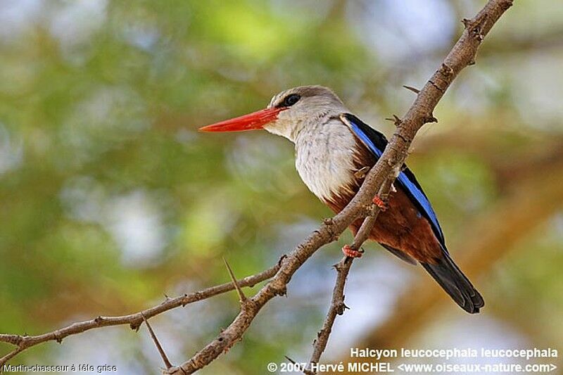 Grey-headed Kingfisheradult