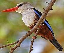 Grey-headed Kingfisher