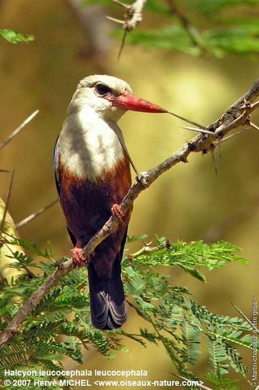 Grey-headed Kingfisheradult