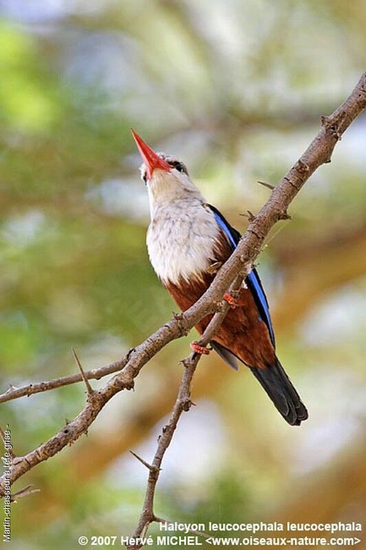 Grey-headed Kingfisheradult