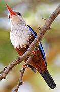 Grey-headed Kingfisher