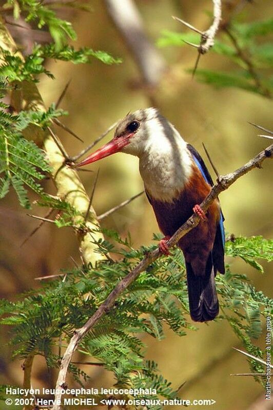 Grey-headed Kingfisheradult