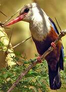 Grey-headed Kingfisher