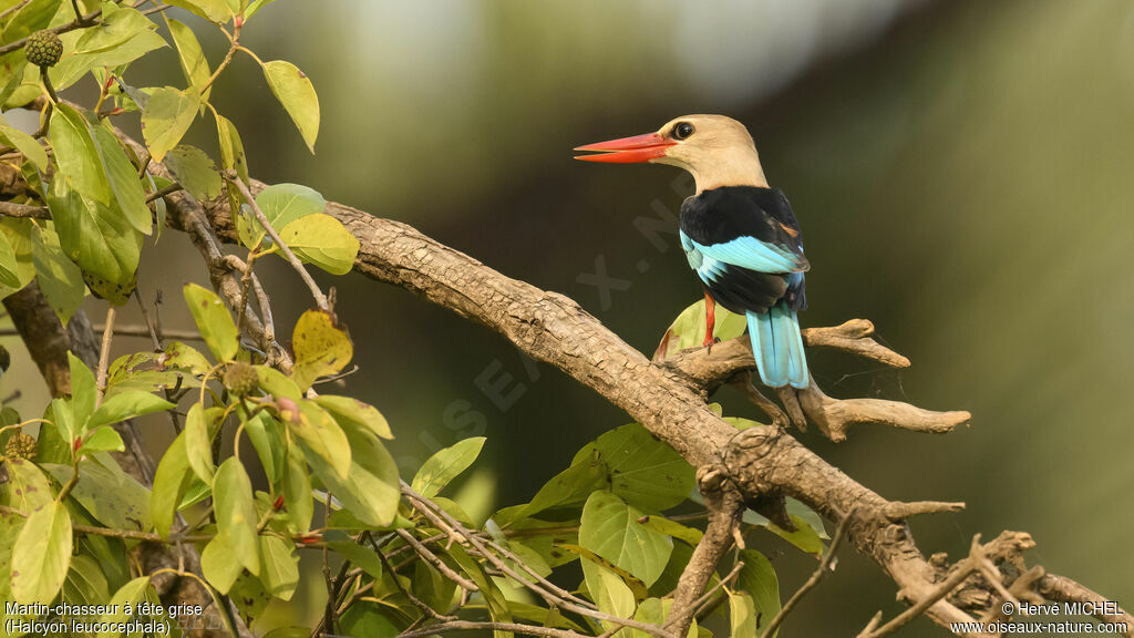 Grey-headed Kingfisher