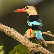 Grey-headed Kingfisher