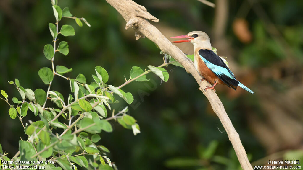 Grey-headed Kingfisher