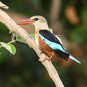 Grey-headed Kingfisher