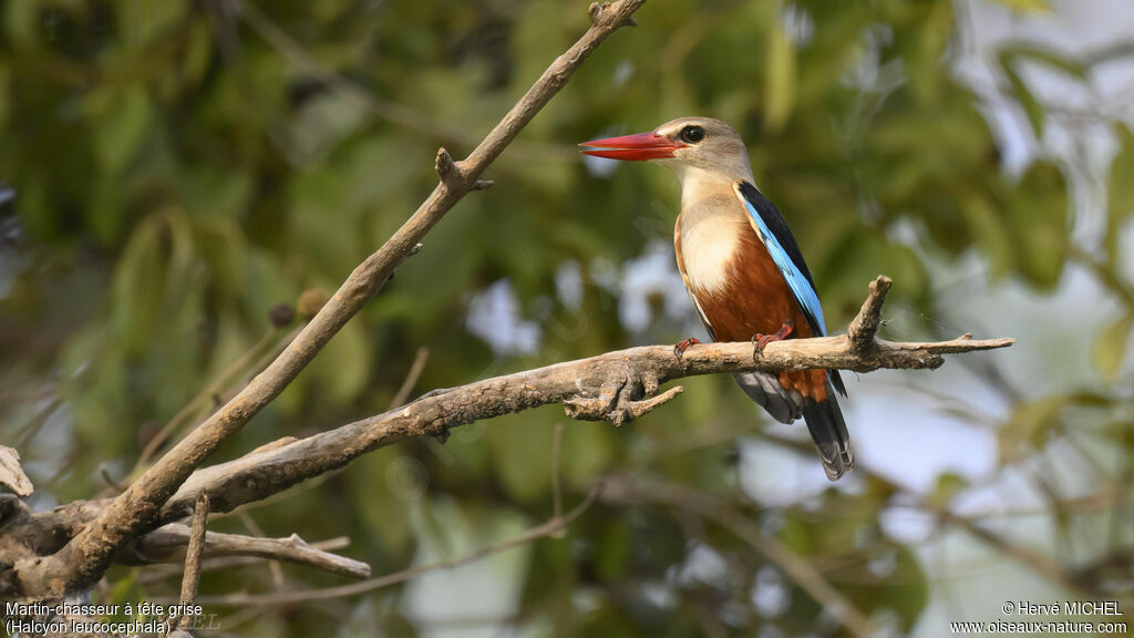 Grey-headed Kingfisher