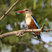 Grey-headed Kingfisher