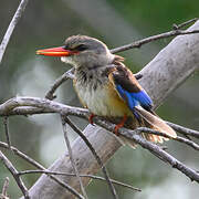 Grey-headed Kingfisher