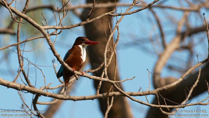 White-throated Kingfisheradult