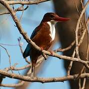 White-throated Kingfisher