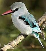 Woodland Kingfisher