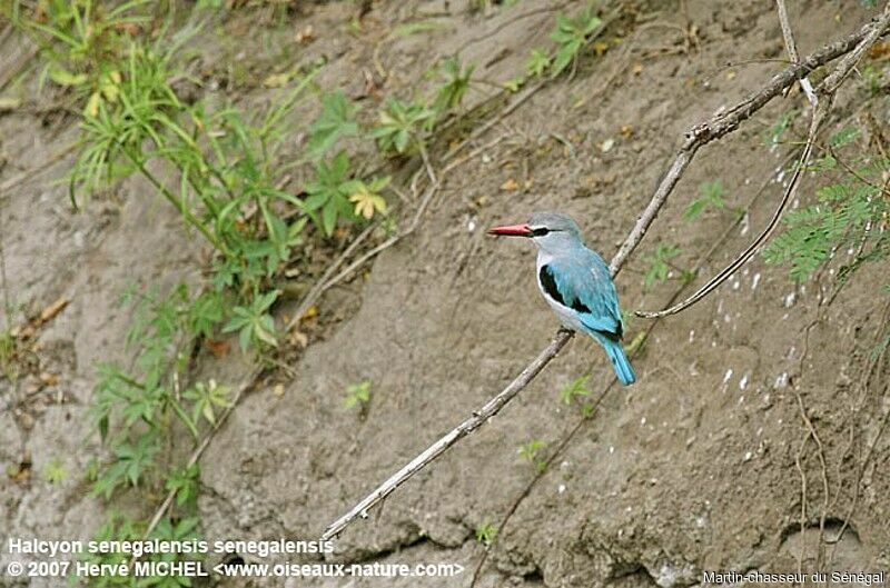 Woodland Kingfisheradult