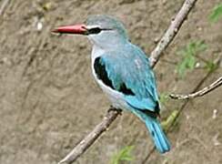 Woodland Kingfisher