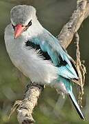 Woodland Kingfisher