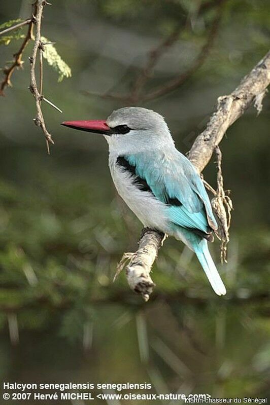 Woodland Kingfisheradult