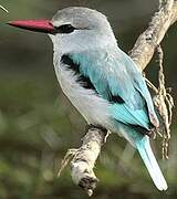 Woodland Kingfisher