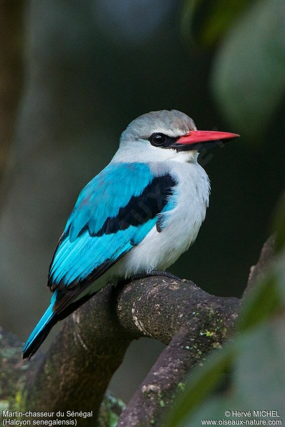 Woodland Kingfisher