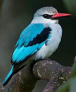 Woodland Kingfisher