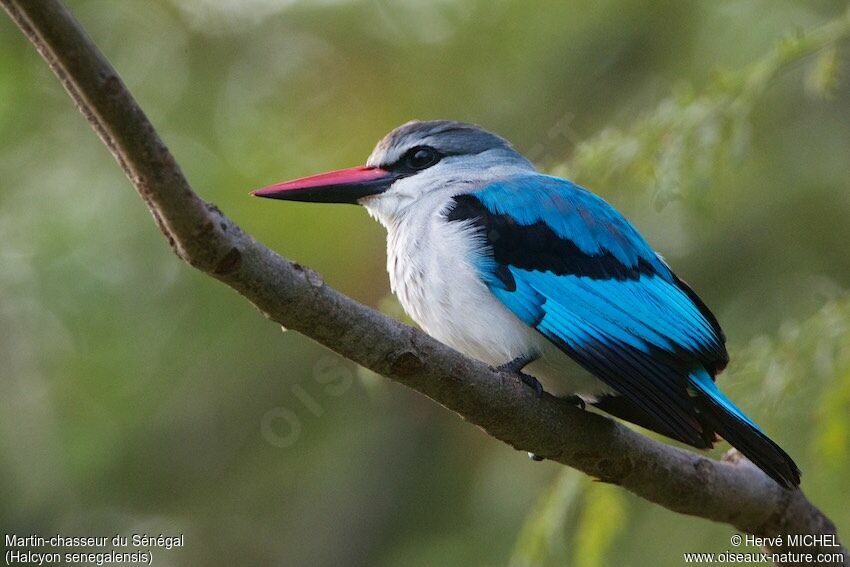 Woodland Kingfisher