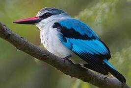 Woodland Kingfisher