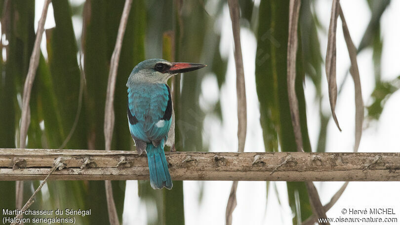 Woodland Kingfisher